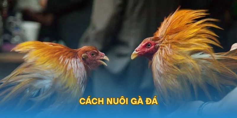 Cách Nuôi Gà Đá – Hướng Dẫn Từ A–Z Cho Gà Chiến Tại WW88