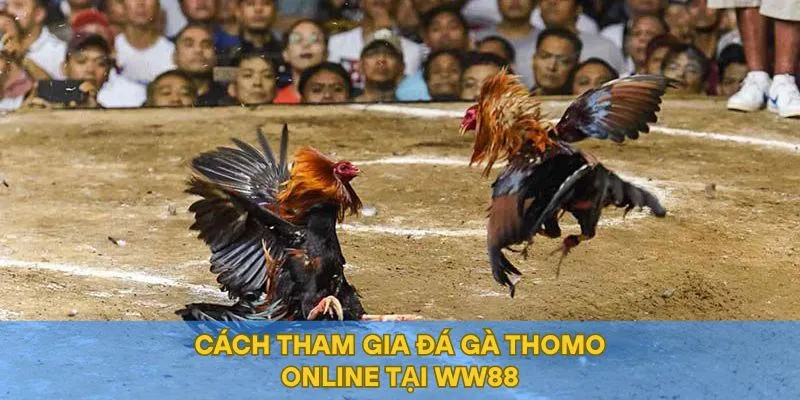 Hướng dẫn bạn cách tham gia đá gà Thomo online tại WW88