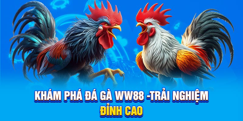 Khám phá đá gà WW88 -Trải nghiệm đỉnh cao