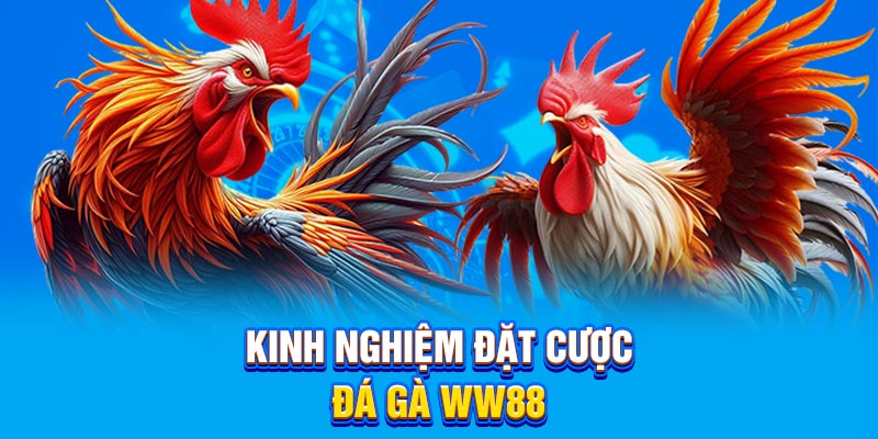 Kinh nghiệm đặt cược đá gà WW88
