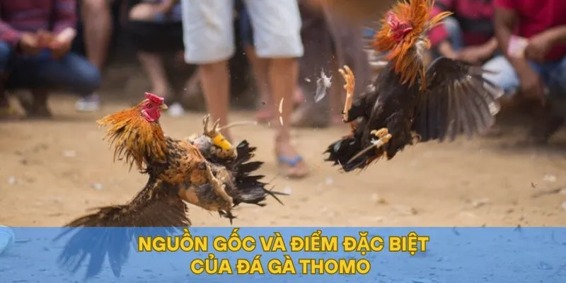 Nguồn gốc và điểm đặc biệt của đá gà Thomo