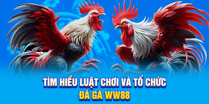 Tìm hiểu luật chơi và tổ chức đá gà WW88